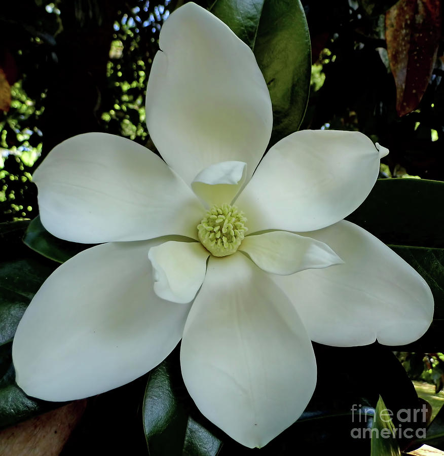 Ivory Magnolia Blossom Photograph by D Hackett