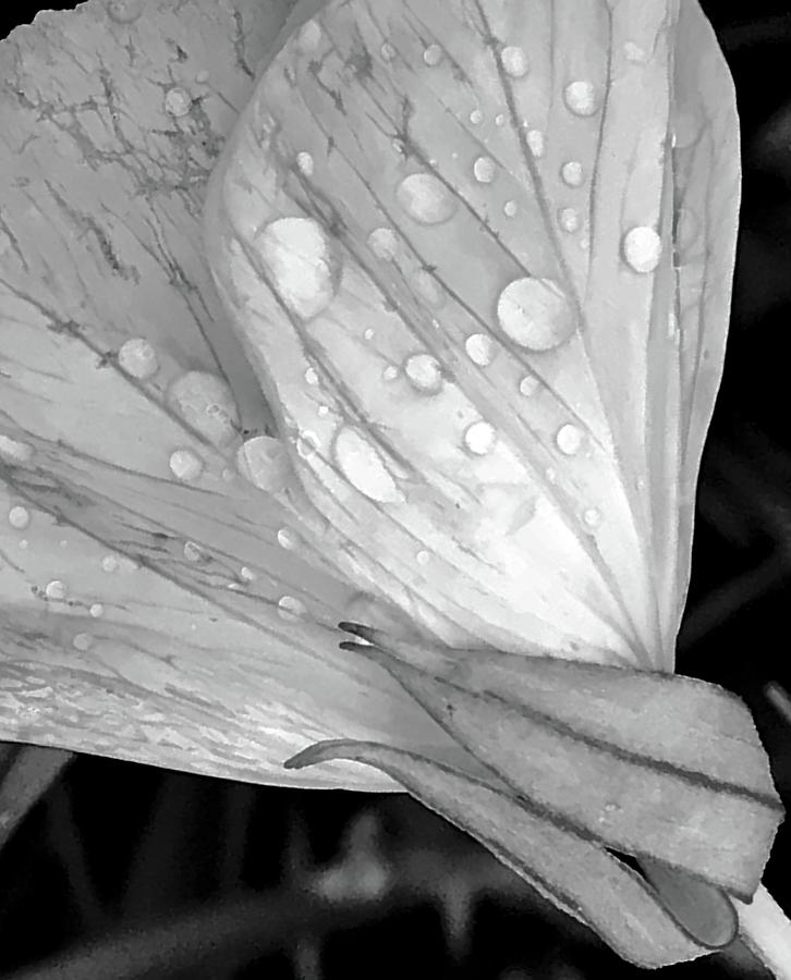 Ivory Rain Photograph by Al Swasey