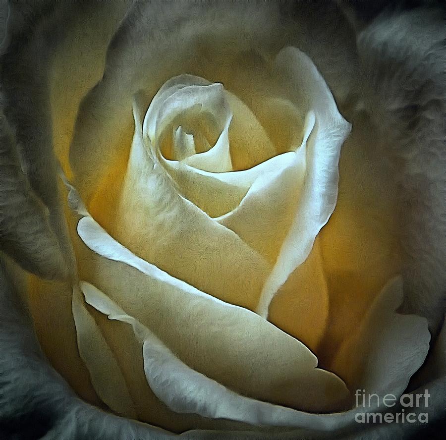 Ivory Rose - Eternal Photograph by Janine Riley
