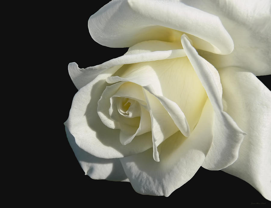Nature Photograph - Ivory Rose Flower on Black by Jennie Marie Schell