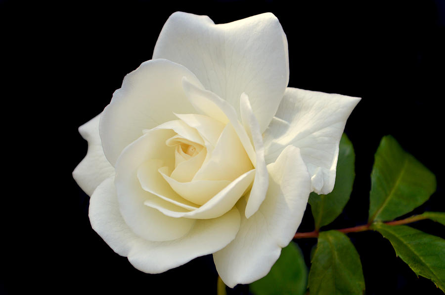 Ivory Rose. Photograph by Terence Davis