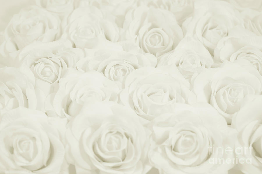 Ivory Roses Photograph by Lucid Mood