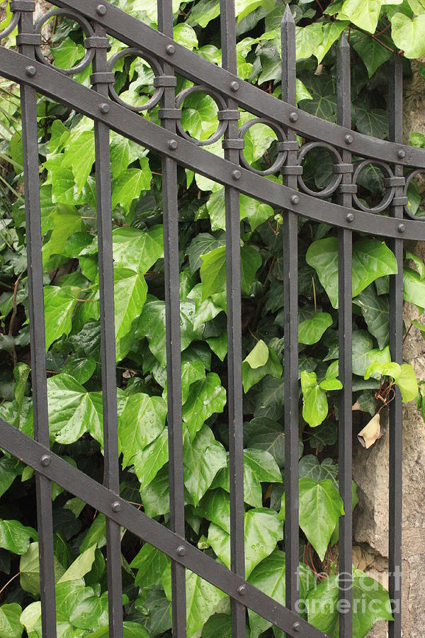 Ivy and Gate Photograph by Carol Groenen