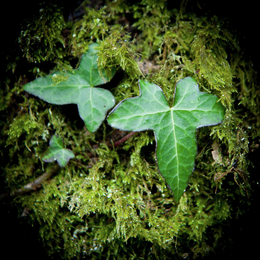 Ivy and Moss Photograph by Helen Jackson