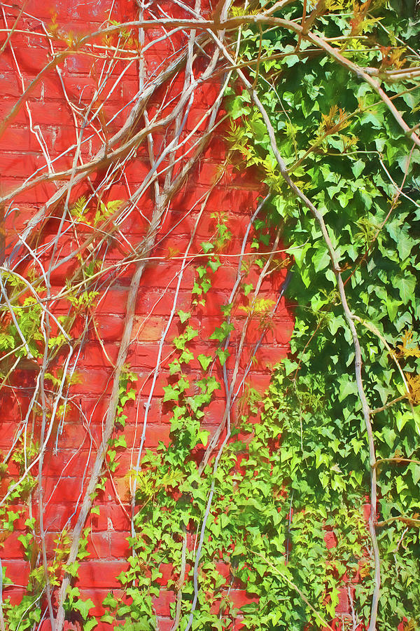 Ivy and Red Brick 8 Sketch Photograph by Mary Bedy