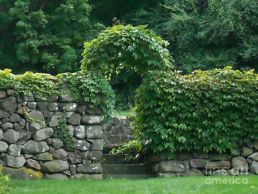 Ivy Arch Photograph by Michelle Welles
