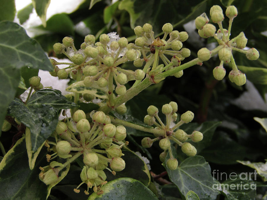 Ivy Blooms in Winter Photograph by Kim Tran