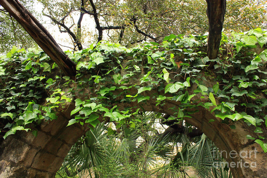 Ivy-Covered Arch at the Alamo Photograph by Carol Groenen