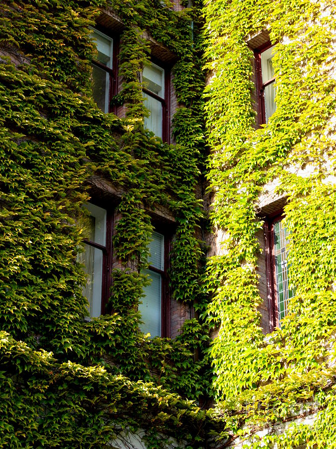 Ivy-Covered Corner Photograph by Carol Groenen