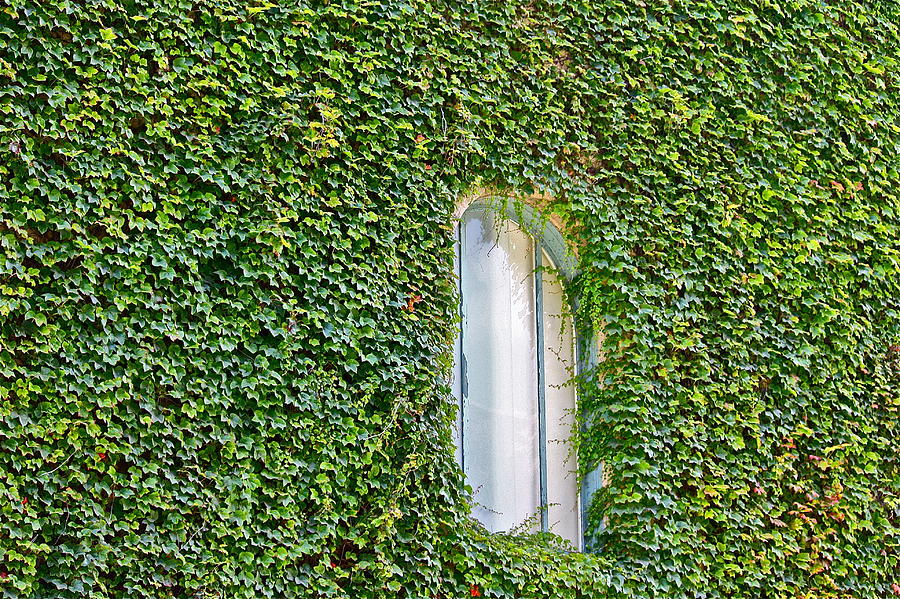 Ivy Covered Photograph by Diana Hatcher