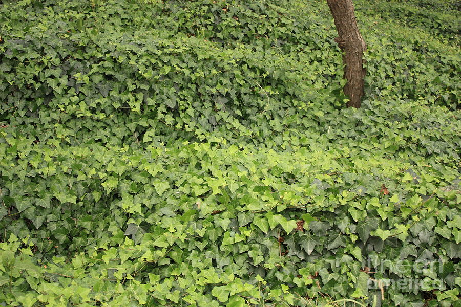 Ivy-Covered Hill Photograph by Carol Groenen