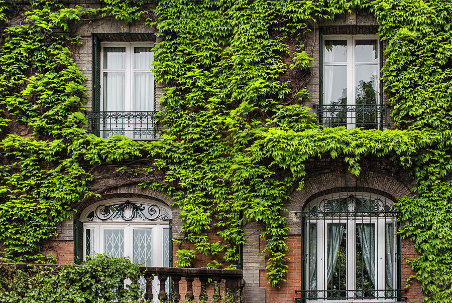 Ivy Covered House in Montmartre Paris Photograph by Georgia Clare