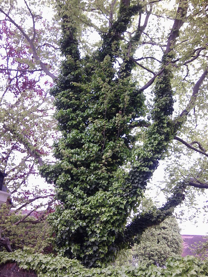 Ivy Covered Tree 1083 Photograph by Julia Woodman