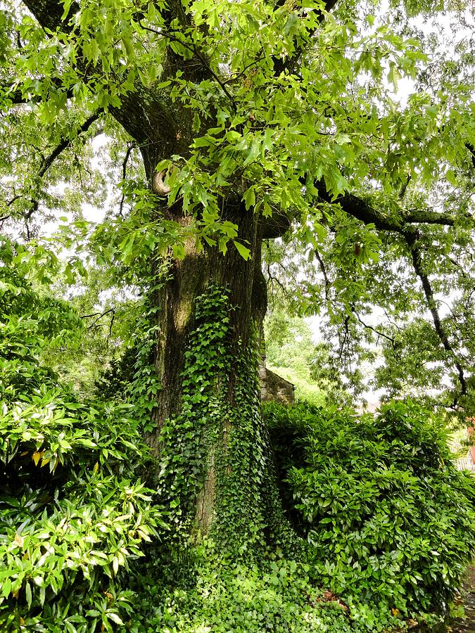 Ivy Covered Tree Knoxville TN 01 Photograph by Cynthia Woods Fine Art