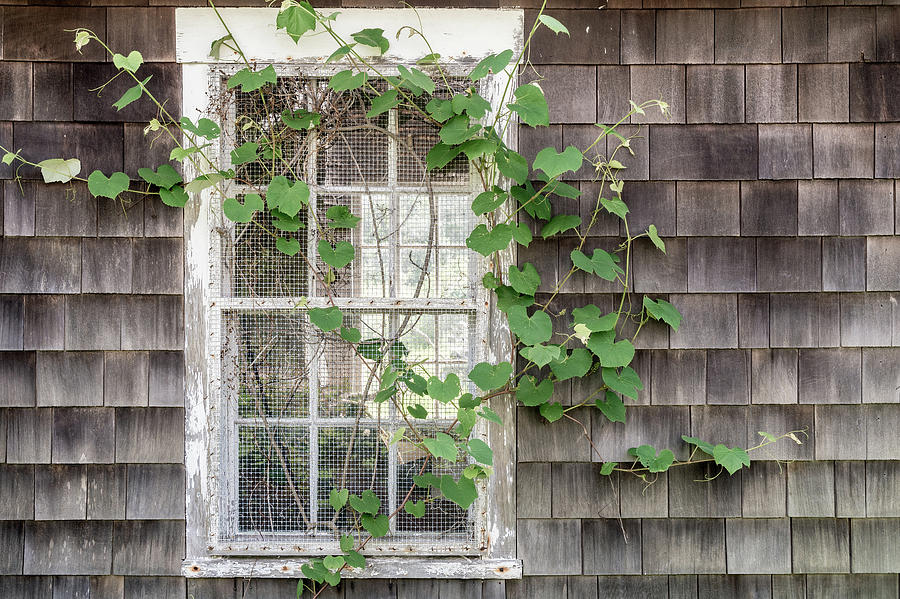 Ivy Covered Window Photograph by Dawna Moore Photography