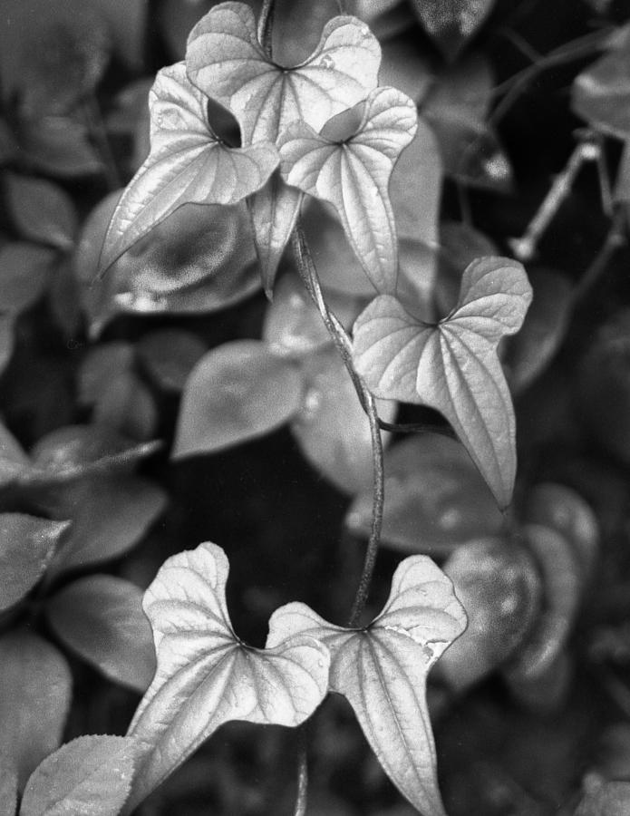 ivy Photograph by Curtis J Neeley Jr