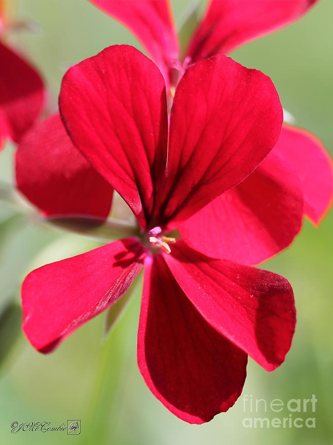 Ivy Geranium named Dark Red Blizzard Photograph by J McCombie
