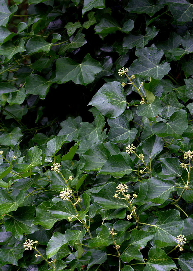 Ivy In The Garden Photograph by Jeanette C Landstrom