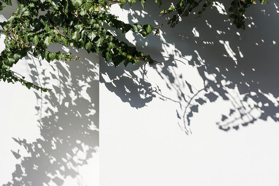 Ivy Lace - Dainty Hedera Twigs and Shadows Photograph by Georgia Mizuleva