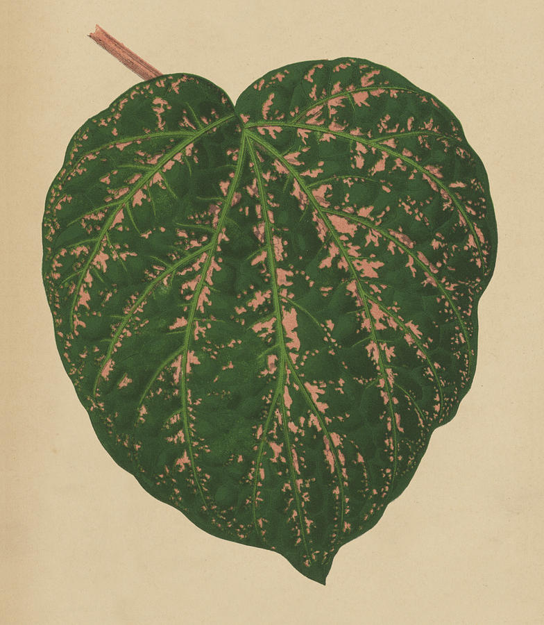 Nature Painting - Ivy Leaf, Cissus Porphyrophyllus  by English School