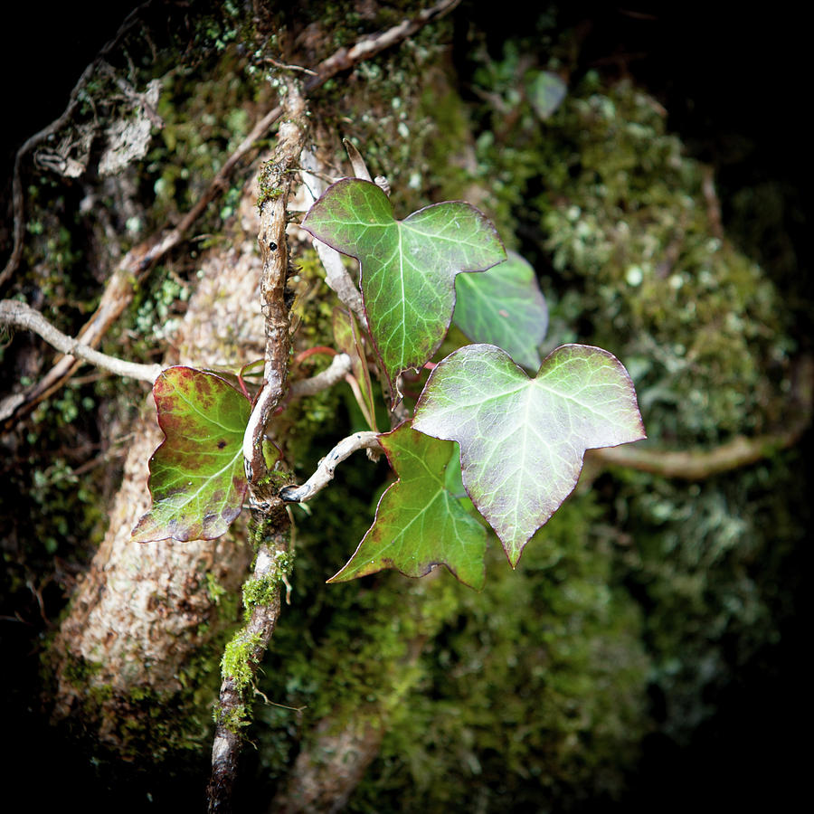 Ivy Leaves Photograph by Helen Jackson