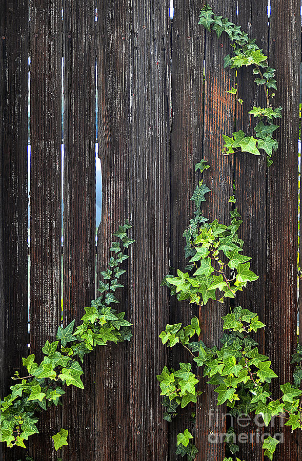 Ivy on Fence Photograph by Clayton Bruster
