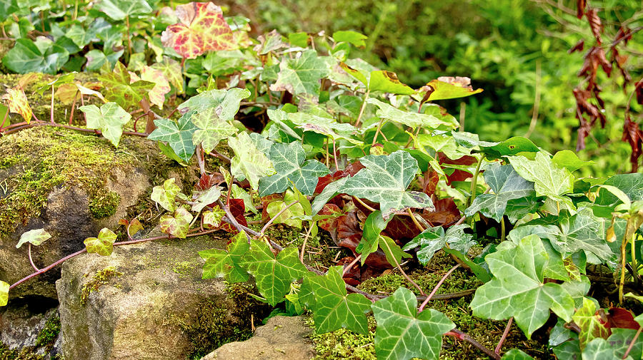 Ivy on Stones Photograph by Elena Perelman