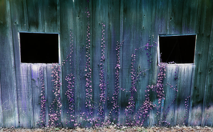 Ivy On The Barn Photograph by Mike Eingle