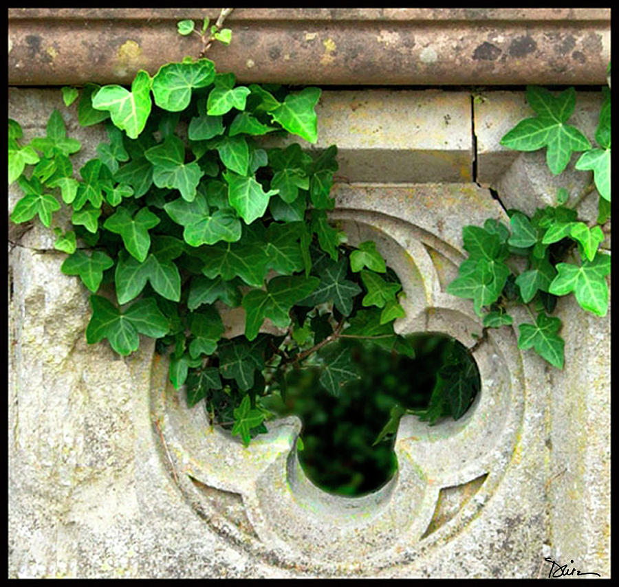 Ivy Photograph by Peggy Dietz