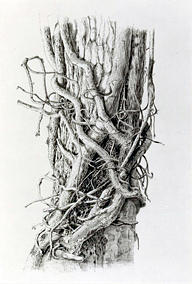 Ivy Drawing by Sidney Chambers