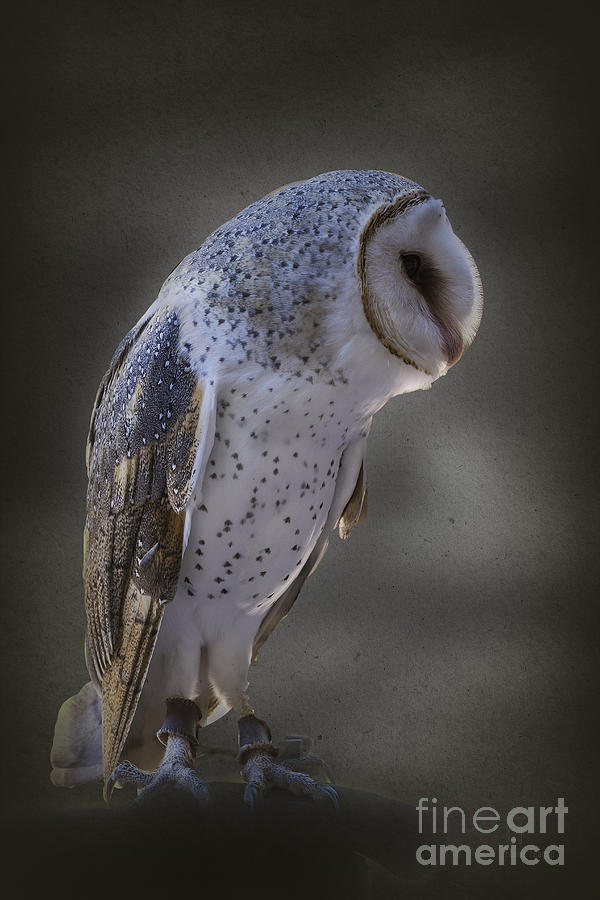 Ivy the Barn Owl Photograph by Elaine Teague