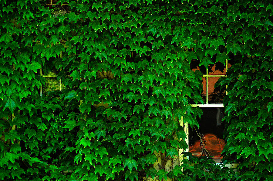 Ivy Window Photograph by Harry Spitz