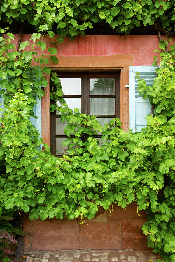Ivy Window Photograph by Rebekah Zivicki