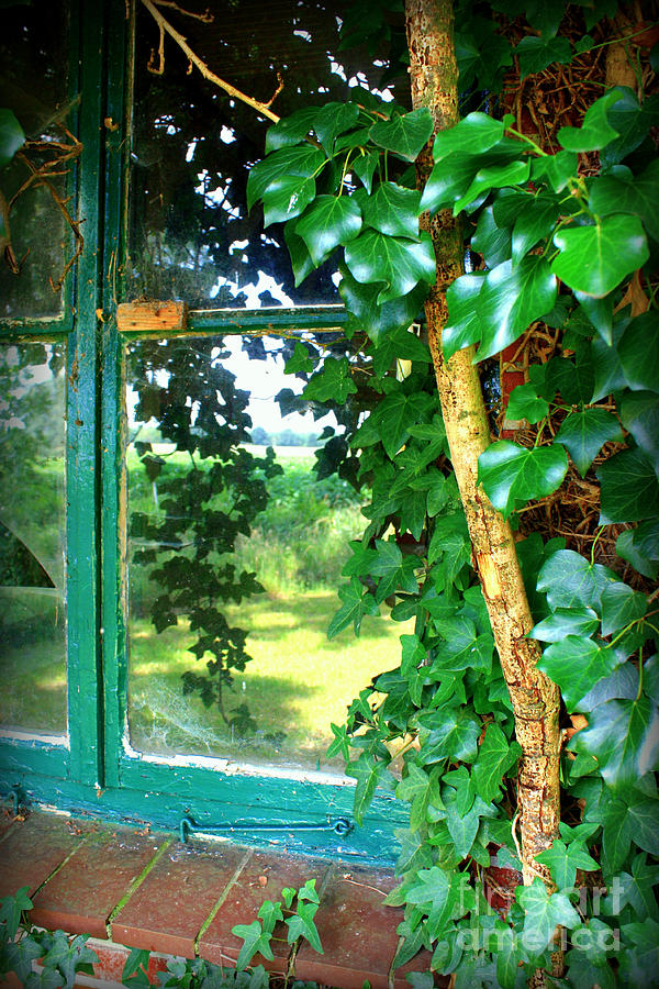 Ivy Window Reflection Photograph by Carol Groenen