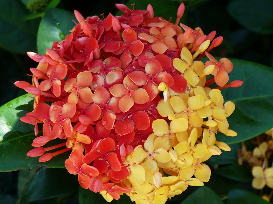 Ixora Flower Mix Photograph by Florene Welebny