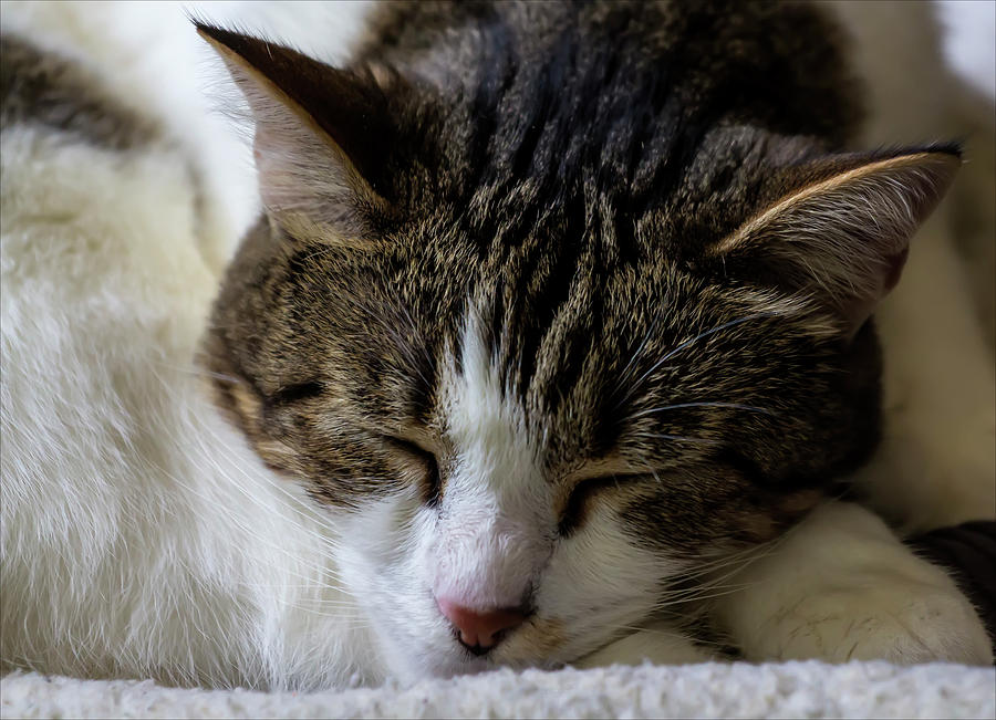 Izzy the Cat Asleep Photograph by Robert Ullmann