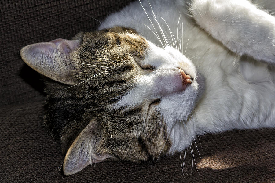 Izzy the Cat Sleeping Photograph by Robert Ullmann