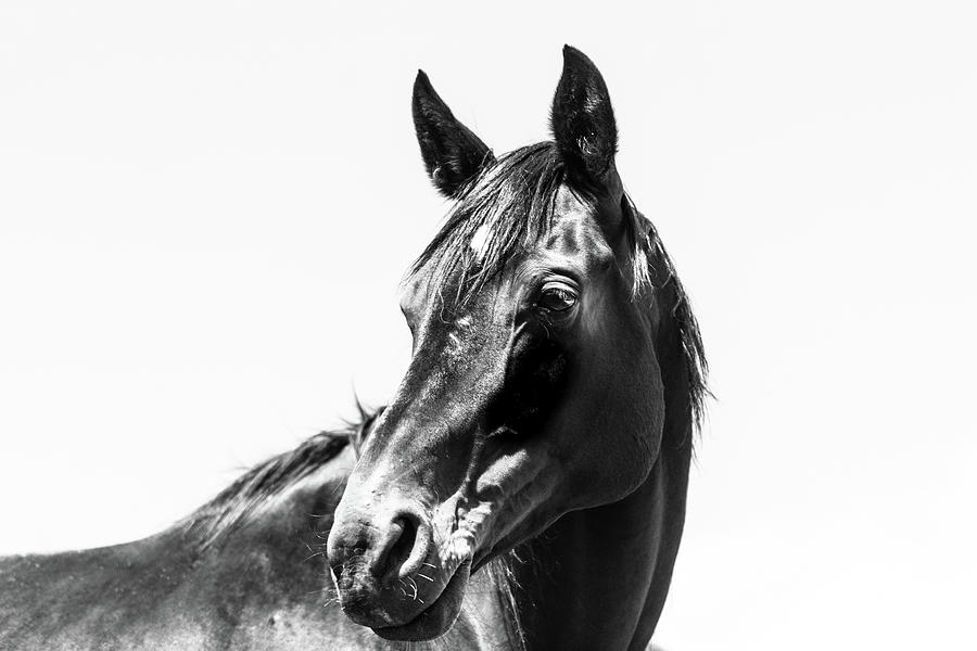 Horse Portraits Photograph - Izzys World by Kate Wiltshire
