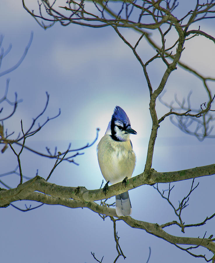 Wildlife Painting - J Blue by Kim Wildlife Painting - J Blue by Kim