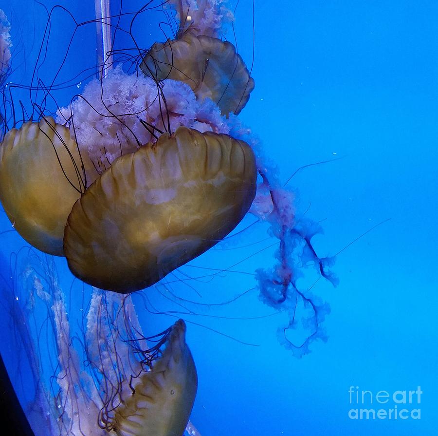 Jellyfish Photograph by Tammie Sisneros