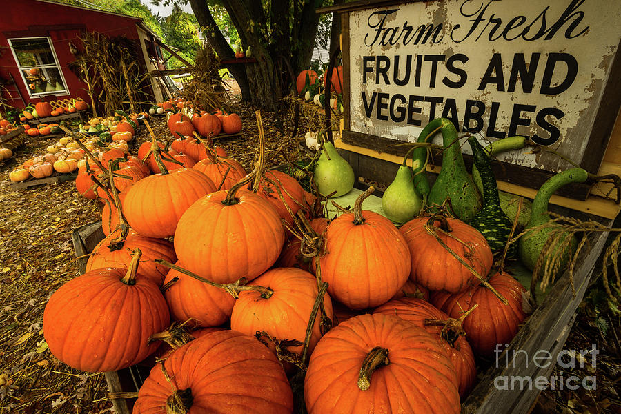 J. L. Hall Farm Stand, Autumn 2017 - Pumpkins During Harvest Time Photograph by JG Coleman