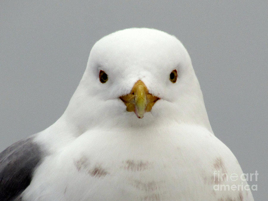 J. Livingston Seagull Photograph