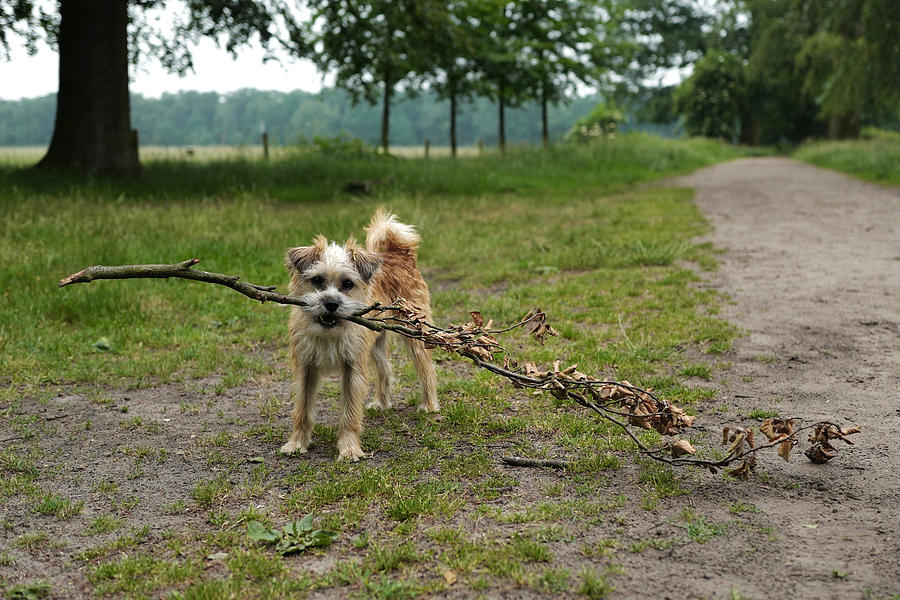 Dutch Dog with a Branch Photograph by Rona Black