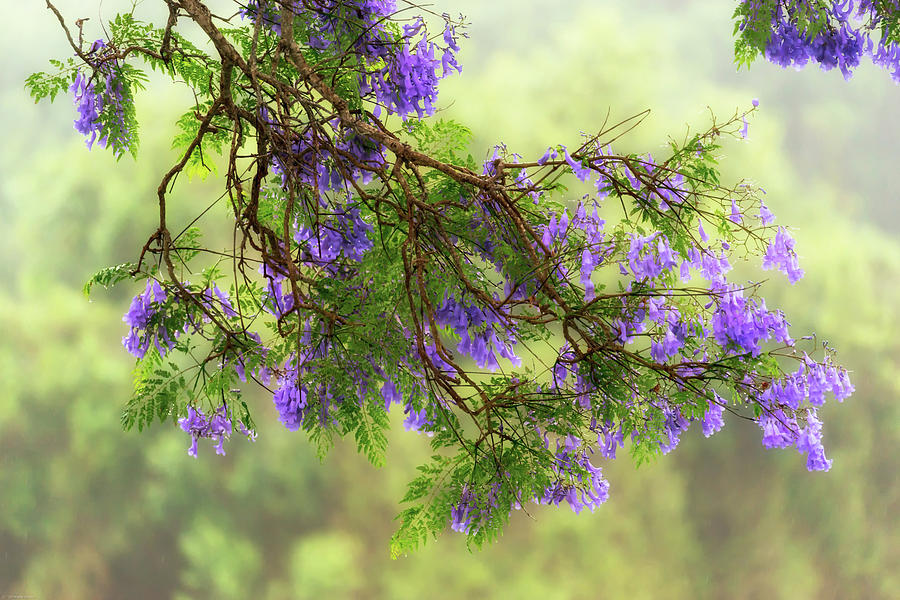 Jacaranda In Bloom Photograph by Christopher Johnson