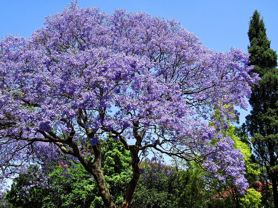 Jacaranda in Bloom Photograph by Joan Laine - Fine Art America