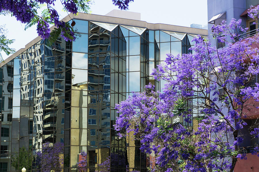 Jacaranda Trees in Little Italy  Photograph by Kenneth Roberts