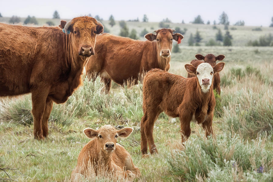 J'Accuse by Belinda Greb J'Accuse by Belinda Greb