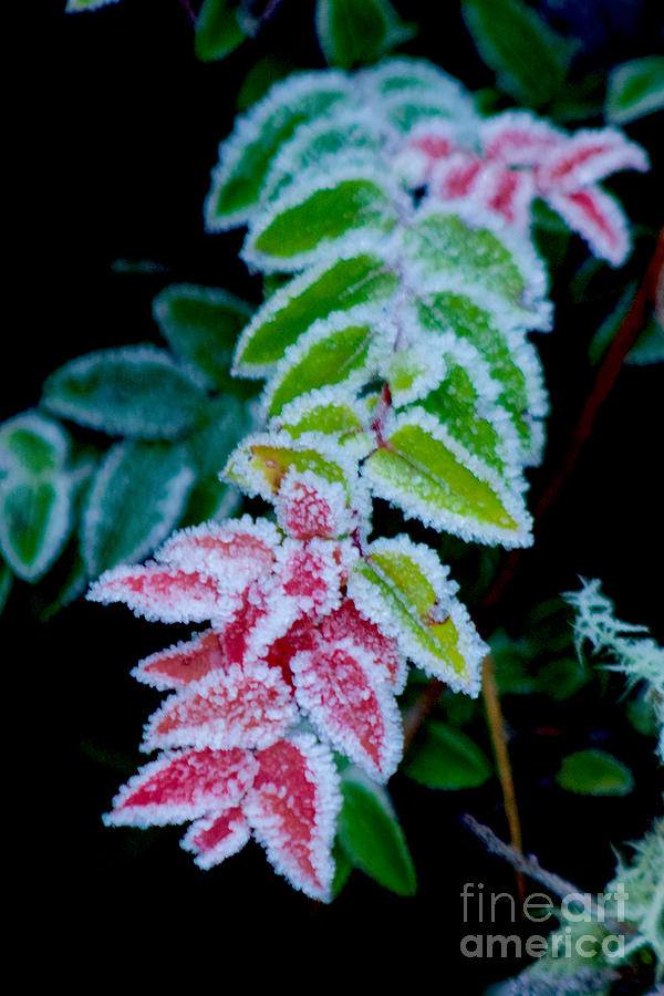 Winter Photograph - Jack Frost Was Here by Sean Griffin