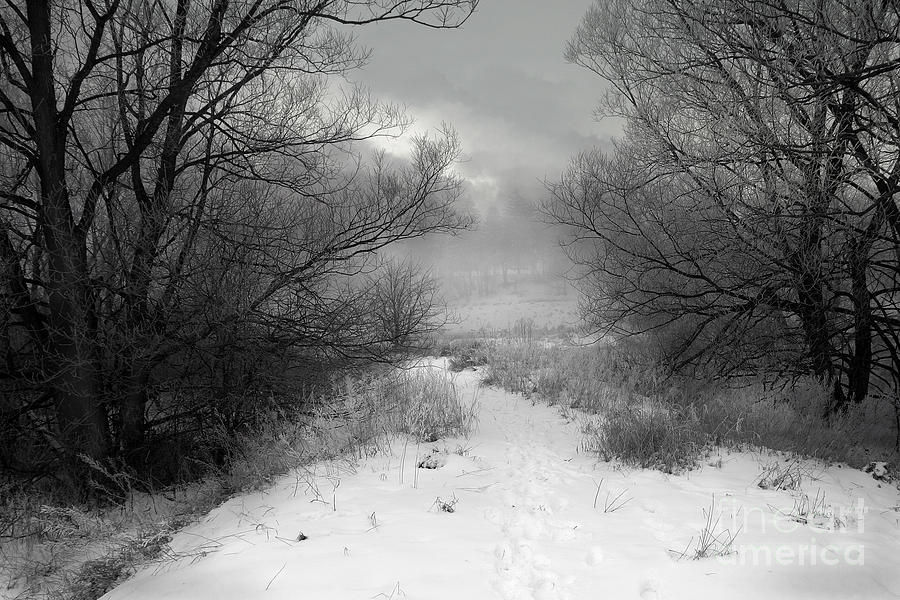 Jack Frosts Canvas Photograph by Jan Piller