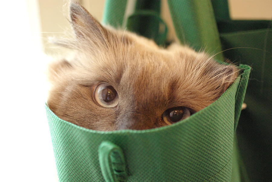 Jack in the Bag Photograph by Cindy Johnston